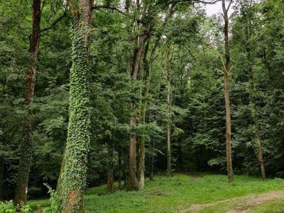 mélyre megy a&nbsp;zöld